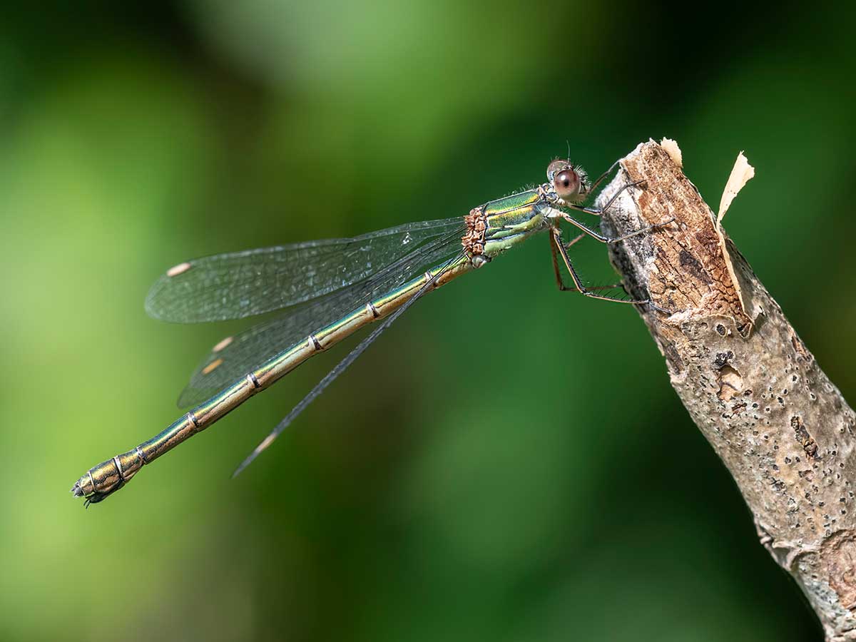 Chalcolestes_viridis